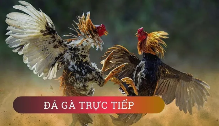 Tận Hưởng Cách Chơi Đá Gà WS168 Tại MMLive Cực Hấp Dẫn