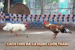 Cách Chơi Đá Gà Sabong Tại MMLive Đầy Kịch Tính Và Thú Vị