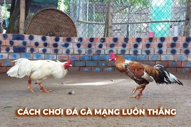 Cách Chơi Đá Gà Sabong Tại MMLive Đầy Kịch Tính Và Thú Vị