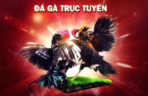 Cách Chơi Đá Gà 3D Tại MMLive Đỉnh Cao Giải Trí Online Hấp Dẫn